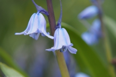 hyacint#(20230415)aa flora