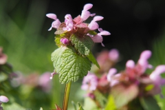 dovenetel#(20230415)a flora