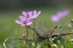 reigersbek#(20220415) flora