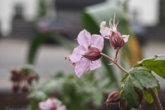 rots ooievaarsbek#(20240418) flora