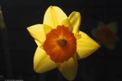 narcis#(20230419)a flora