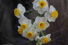 narcis#(20230419)b flora