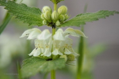 dovenetel#(20200419) flora