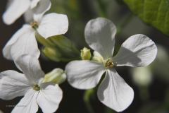 pinksterbloem#(20200419) flora