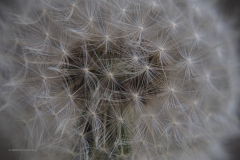 paardenbloem#(20200419)b flora