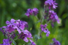 judaspenning#(20200419) flora