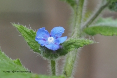 ossentong#(20230422) flora