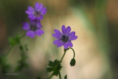 reigersbek#(20200424)