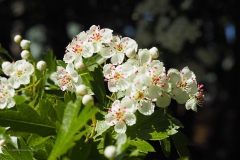 meidoorn#(20200424)a flora