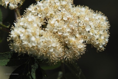 vlierbes#(20200424) flora