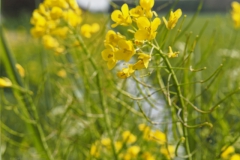raapzaad#(20240425) flora