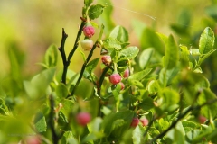 bosbes#(20200425)a flora