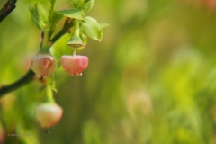 bosbes#(20200425)aa flora