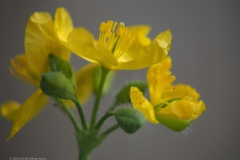 stinkende gouwe#(20230427) flora