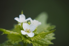 lookzonderlook#20230427) flora