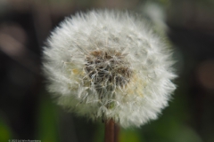 paardenbloem#(20230427)b flora