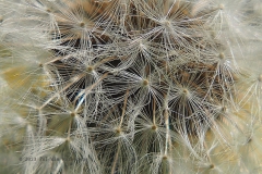 paardenbloem#(20230427)c flora
