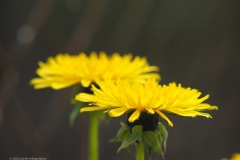 paardenbloem#(20230427) flora
