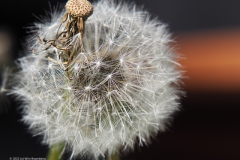 paardenbloem#(20220428) flora
