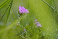 zachte ooievaarsbek#(20240429) flora