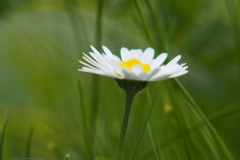 madelief#(20240429)a flora