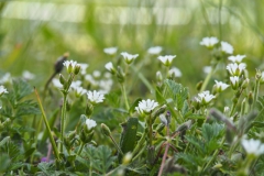 gewone hoornbloem#(20240429) flora