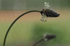 weegbree#(20240429) flora