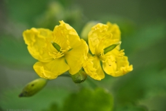 stinkende gouwe#(20240429) flora