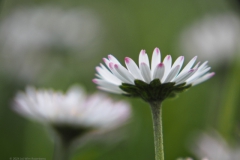 madelief#(20240429)b flora