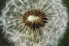 paardenbloem#(20240429) flora