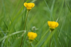 boterbloem#(20240429) flora