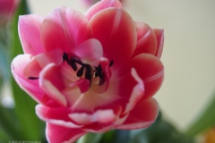 tulpen#(20230429) flora