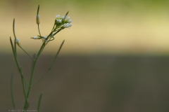zandraket#(20230429) flora