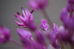 sierui#(20200430)c flora