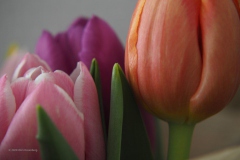 tulpen#(20200501) flora