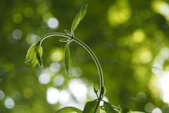 kamperfoelie#(20200503)b flora