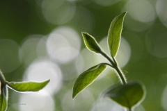 kamperfoelie#(20200503)a flora