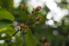 krentenboompje#(20200503) flora