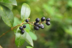 liguster#(20200503) flora