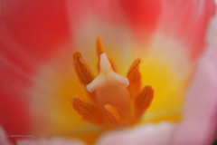 tulpen#(20200504)a flora