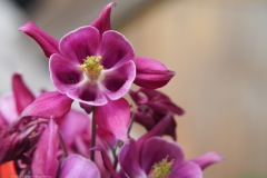akelei#(20220505) flora