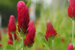 klaver#(20230508)a flora