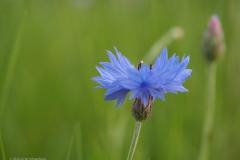 korenbloem#(20230508)b flora