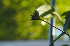 kamperfoelie#(20220508)a flora