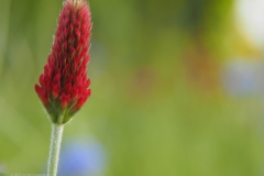 klaver#(20230508)b flora