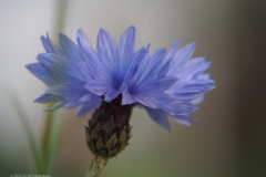 korenbloem#(20230508)a flora
