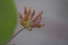 kamperfoelie#(20220508)b flora