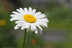 margriet#(20240509) flora