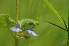 hondsdraf#(20240509)a flora