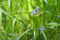 hondsdraf#(20240509)b flora